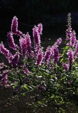 Blutweiderich Eder Rennertehausen